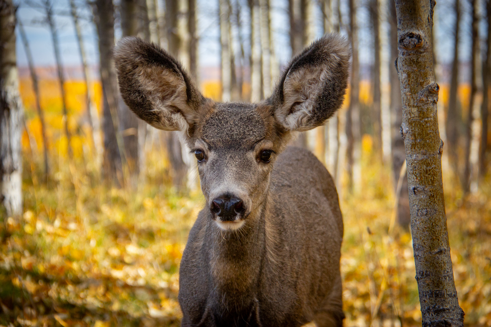 Mule deer, shortly after release.