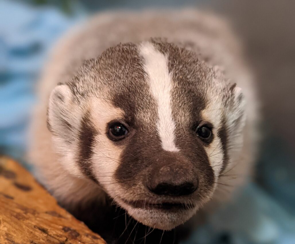 AMBA_21-332_American Badger_ Face_June 2021
